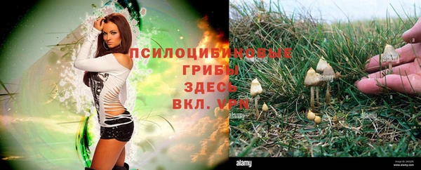 стафф Алзамай